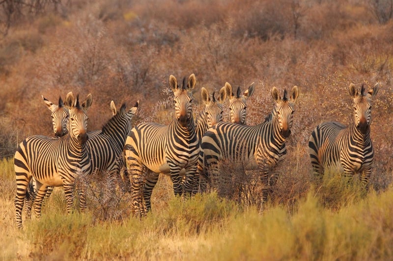 Wildlife Encounter